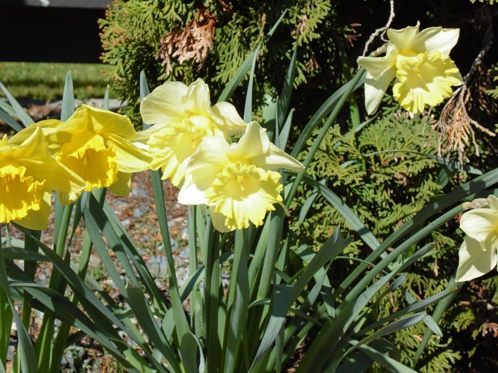 Kea Cottage Te Anau Eksteriør billede